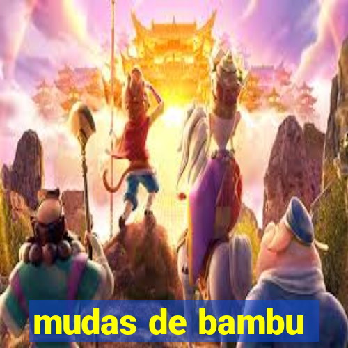 mudas de bambu